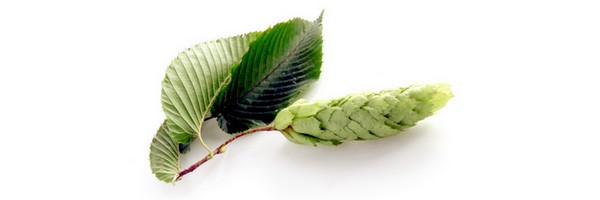 Le macérat de bourgeons de Charme